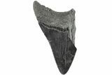 Partial, Fossil Megalodon Tooth #194023-1